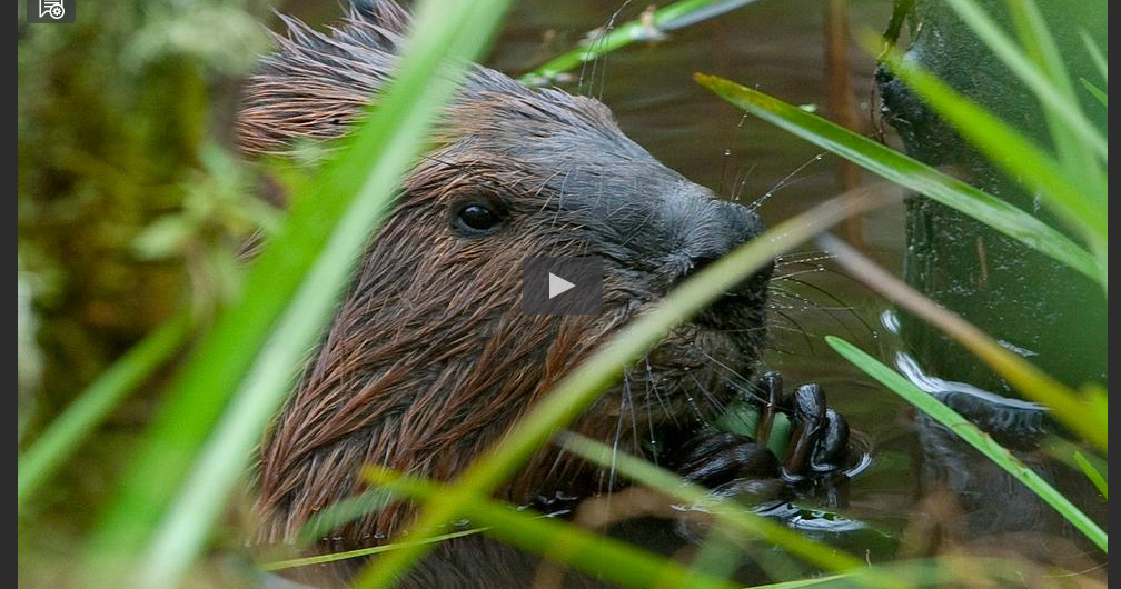 Southland Beaver Leave It to Beavers... some thoughts