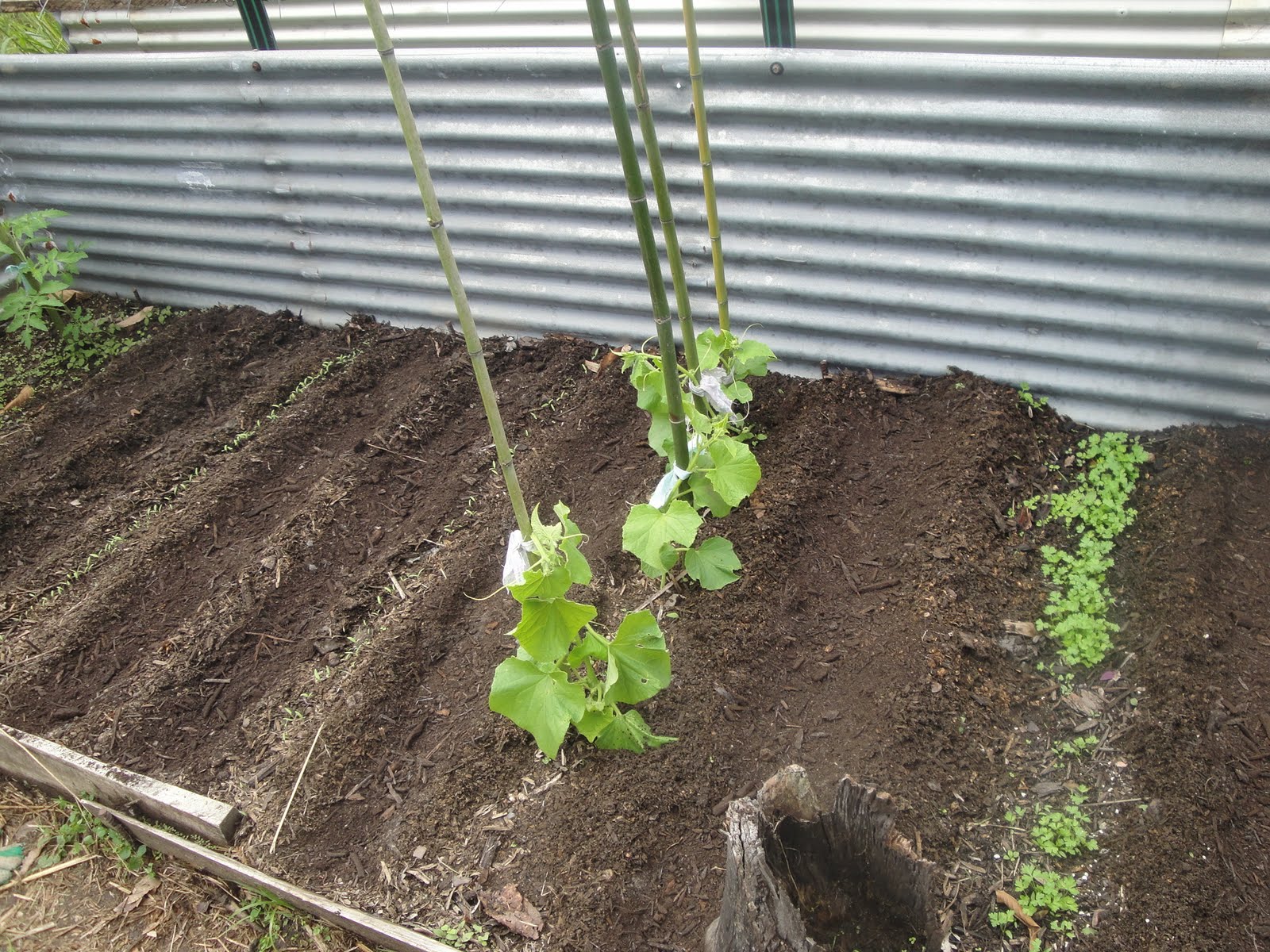 Simple, Raw and Natural Staking the Tomatoes and Cucumbers