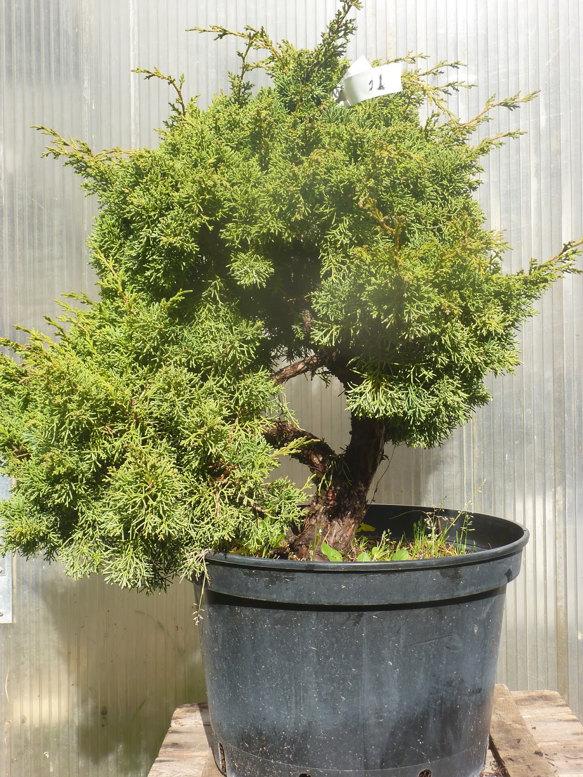 Bonsaï Sakurama Ateliers