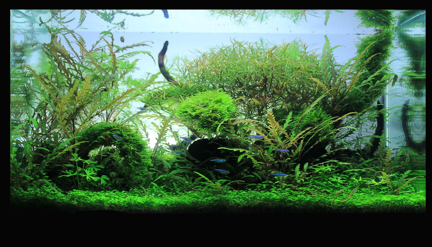 aquascape que es 06 01 2011 07 01 2011 recavox blog aquascape aquascape que es 06 01 2011 07 01 2011 recavox blog aquascape