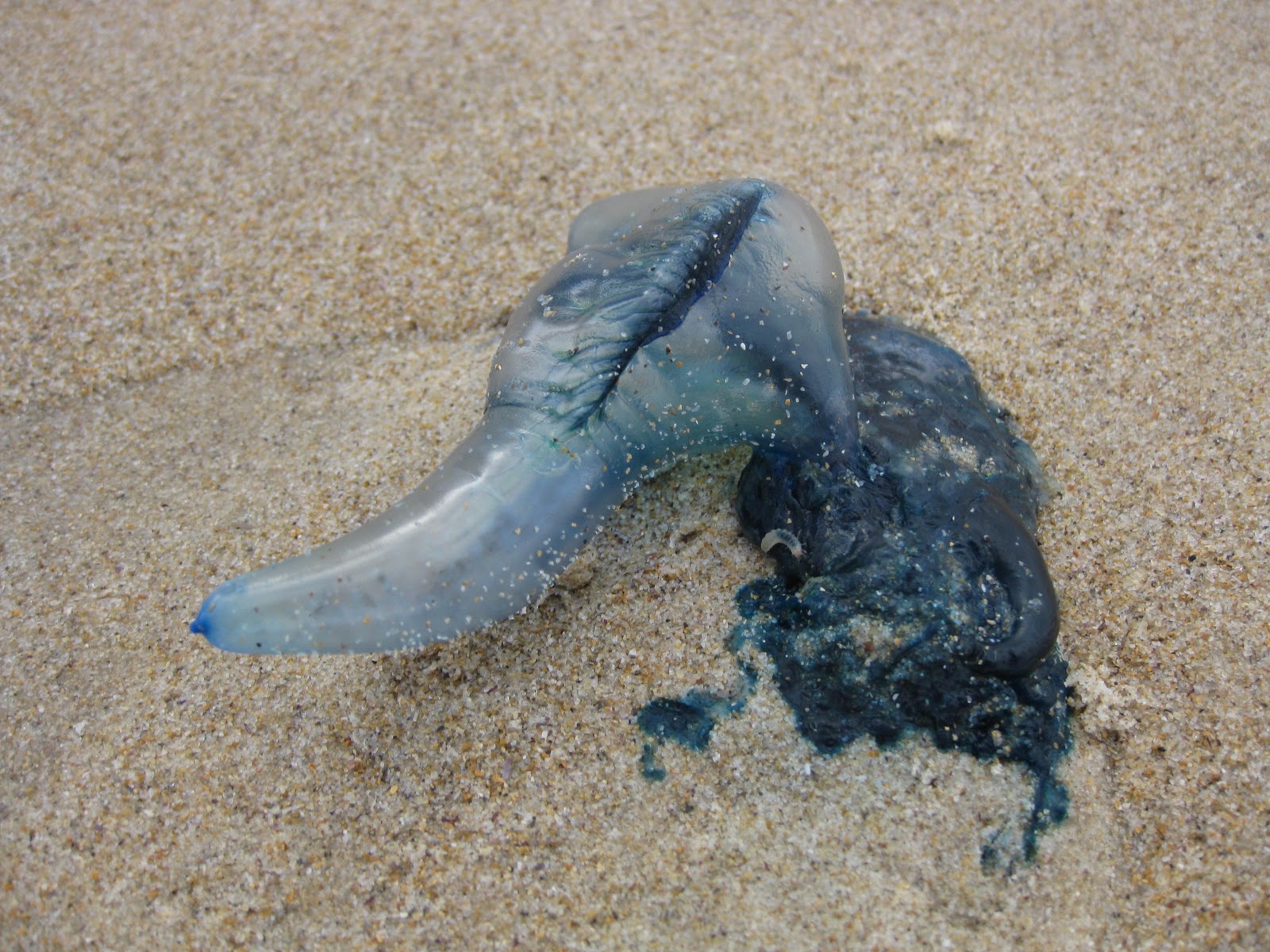 Blue Bottles