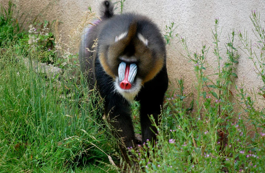 Mandrill | The Biggest Animals Kingdom