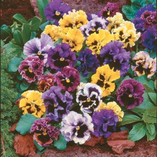Pansy - Frizzle Sizzle Mix