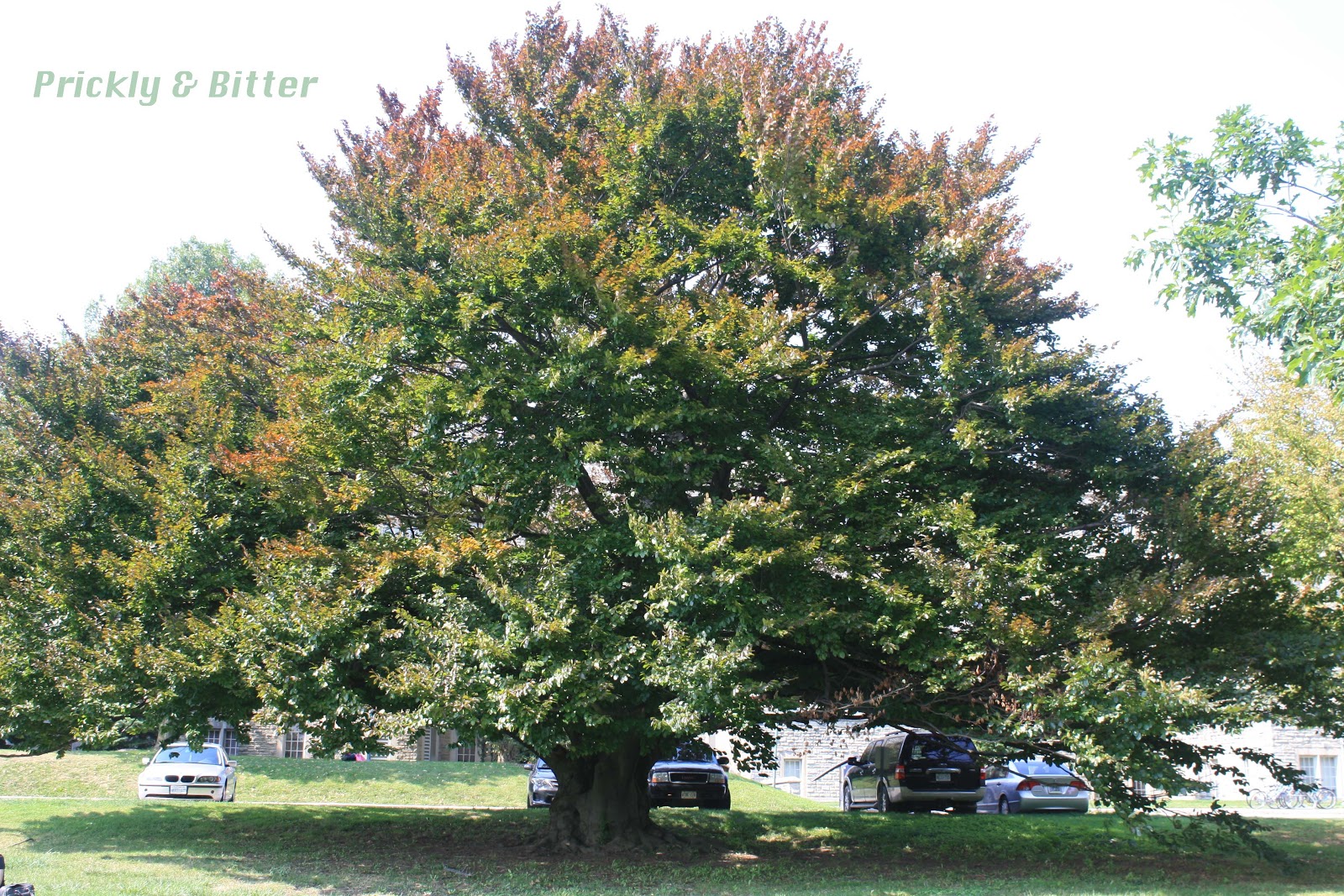 Prickly and Bitter The best tree for climbing