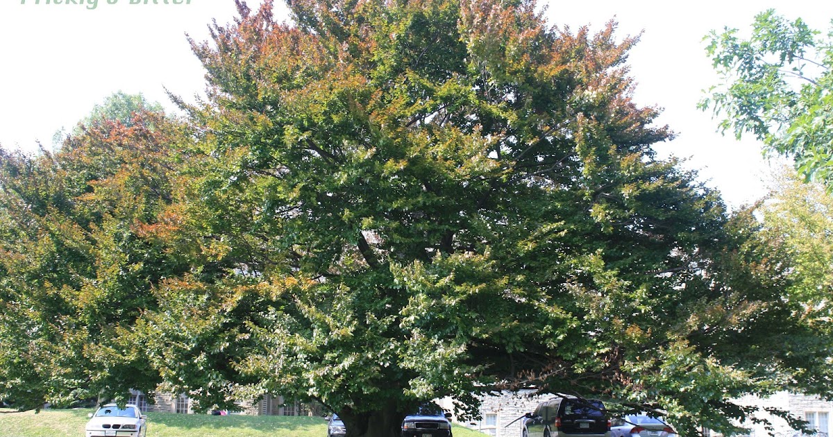 Prickly and Bitter The best tree for climbing