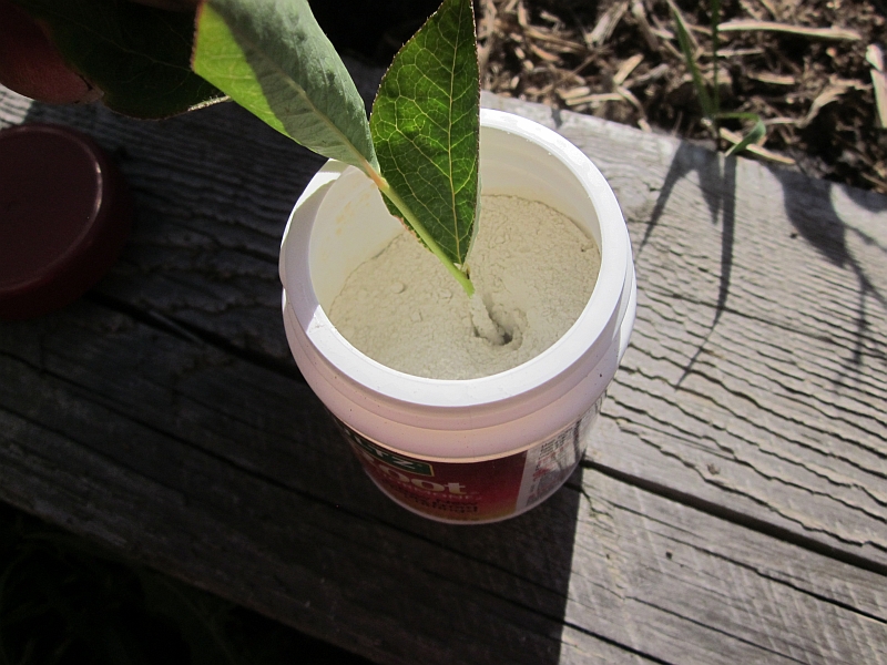 Rural Revolution Propagating blueberries