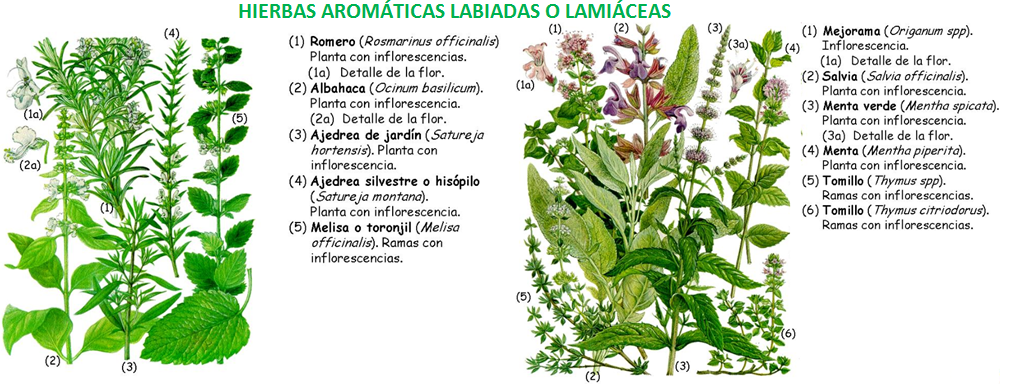 Ejemplo de Plantas Aromáticas Labiadas o Lamiáceas que podemos Ejemplo de Plantas Aromáticas Labiadas o Lamiáceas que podemos
