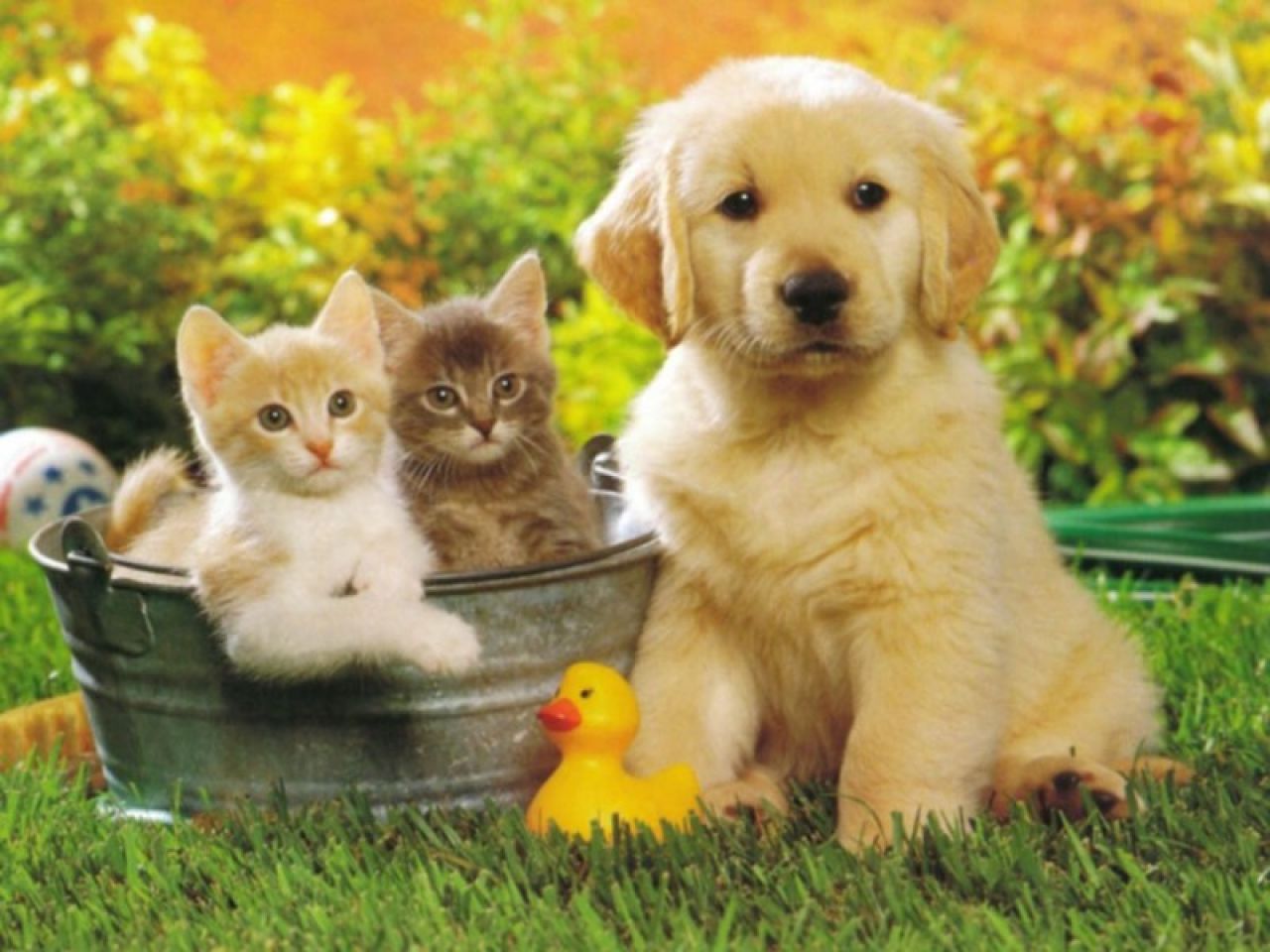cachorros cachorros