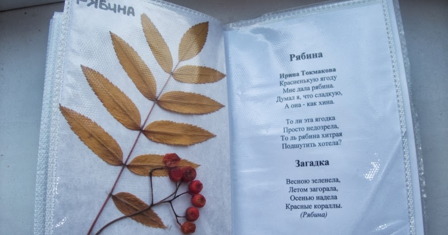 Как сделать гербарий из листьев для школы Как сделать гербарий из листьев для школы