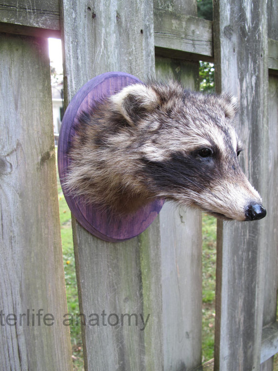 Morbid Anatomy: Raccoon Head Taxidermy Class with Rogue Taxidermist