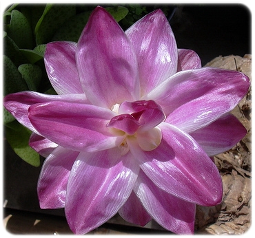 SEARCH AND BUY THIS PRODUCT 300 capsules of Curcuma comosa for Vaginal restoration