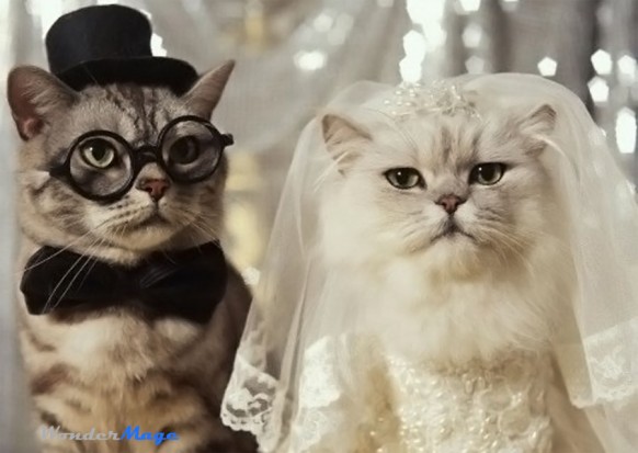 cat-wedding-dresses-kedi-kiyafetleri.jpg
