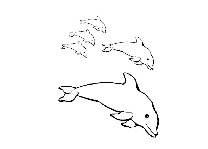 seo tags dolphins coloring drawing wallpapers dolphins coloring title=