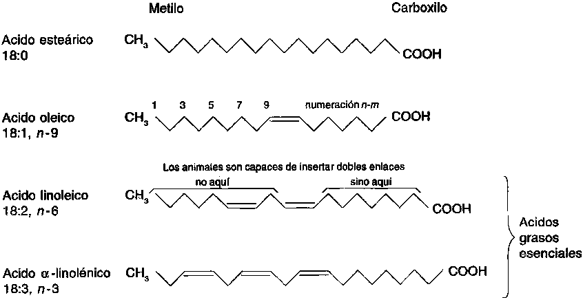 Cremas para bajar la grasa dela cara para obesidad diagnosticada cremas para bajar la grasa dela cara