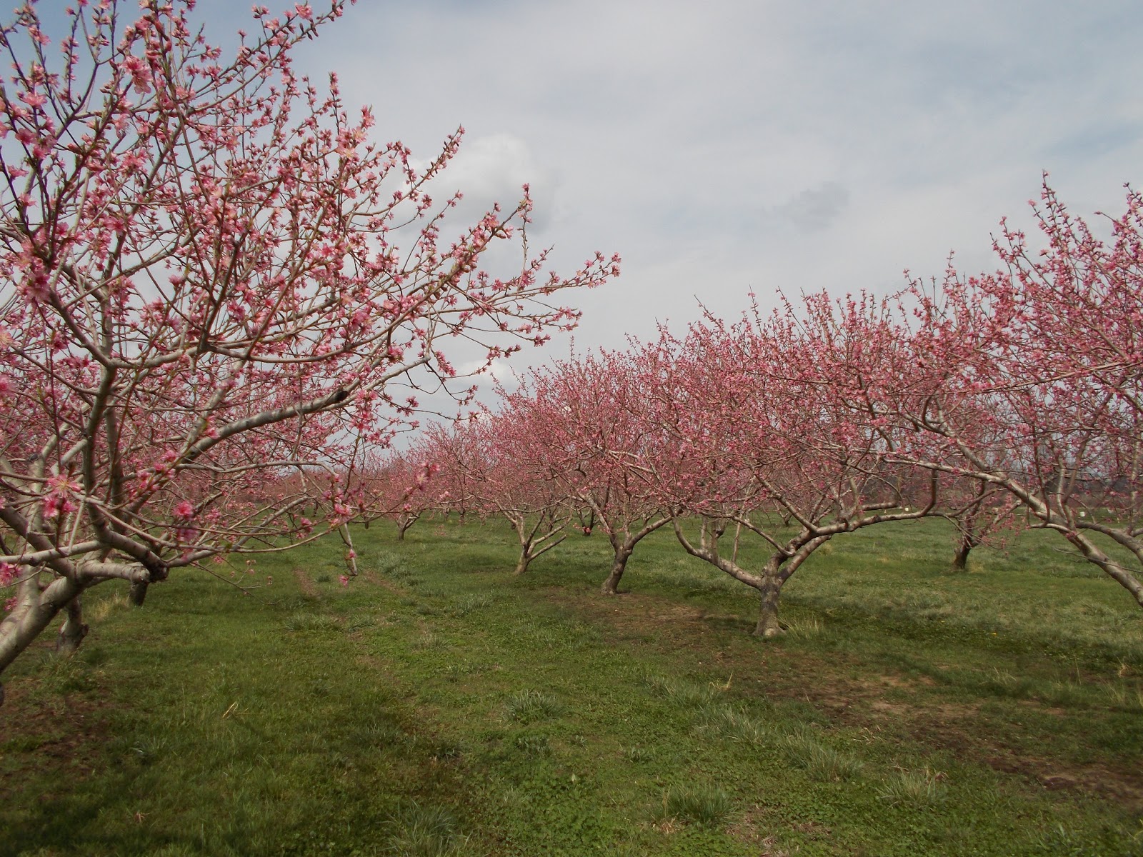 Brenda's Berries & Orchards Peaches in Full Bloom