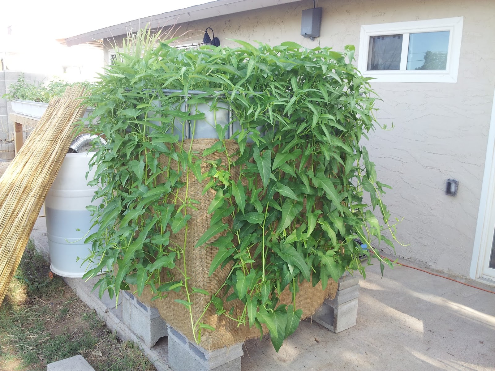 Mad Bioneer Water Spinach