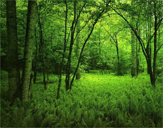 Amazing Green Jungle Nature wallpaper download nature. Amazing Green Jungle Nature