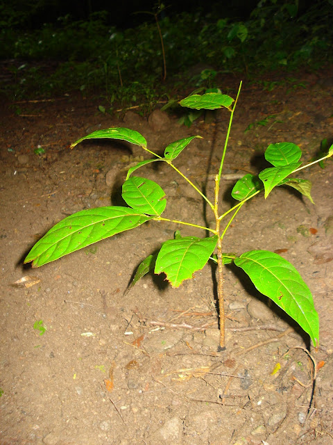 mahogany tree Nicaragua