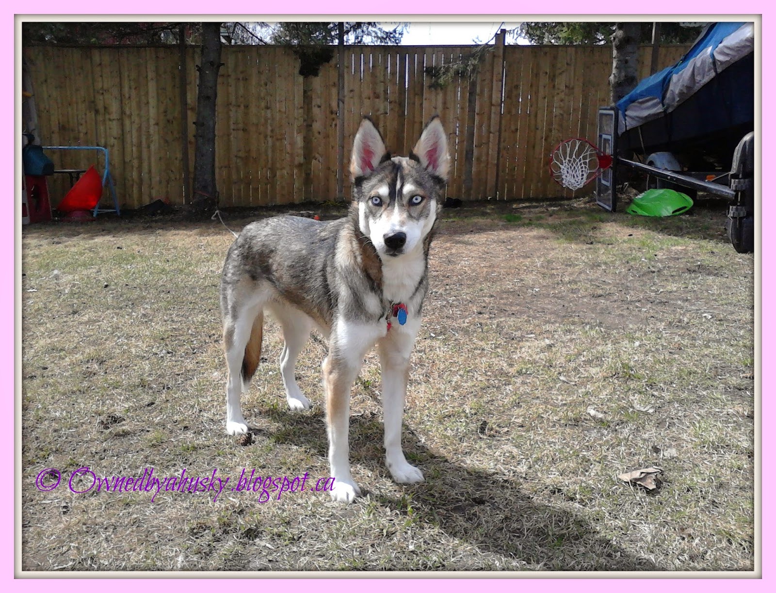 Love is being owned by a husky! 8 Spring tips for your pets