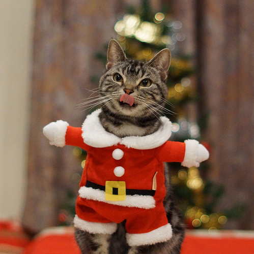 Cute Quotes For Christmas & Santa