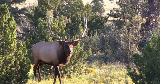 Elk+Hunting+Arizona+with+Colburn+and+Scott+Outfitters+9.14.12+1.jpg