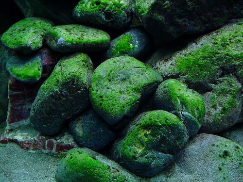 rocks-pond