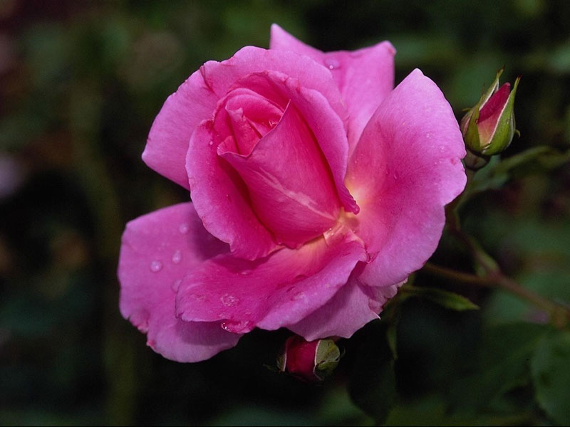 Rosa the Rose Rosa is the Scientific name of Rose