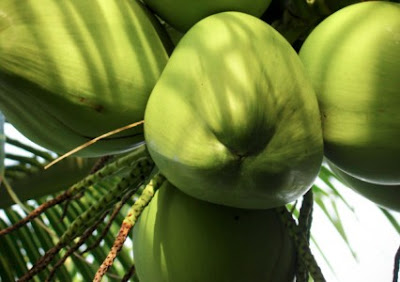 A água de coco, promove o equilíbrio da química do seu corpo Benefícios da Água de Coco