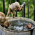 Can and did Camera #3 - Monkey Around!