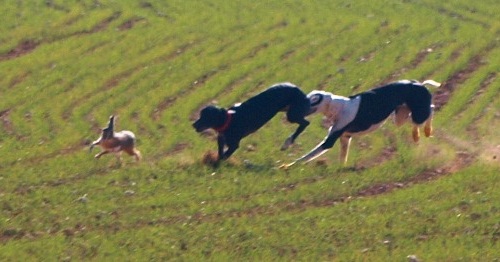 GALGOS CAMPEONES DE ESPANA galgos campeones de espana: