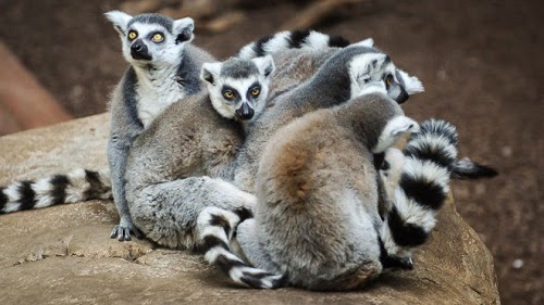 Watch Online Watch Island Of Lemurs: Madagascar Full Movie Online Film