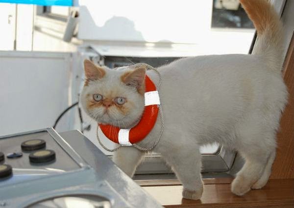 кот Матрос дослужился до старпома кот Матрос дослужился до старпома