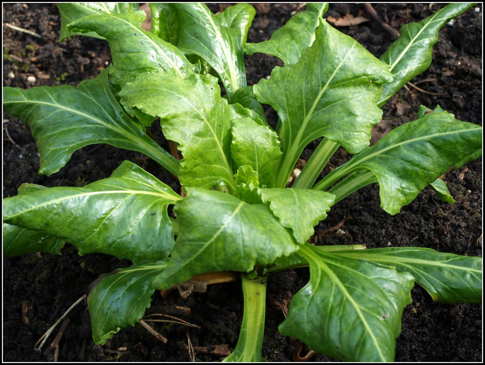Mark�s Veg Plot Perpetual Spinach