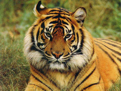 Bengal Tiger Photos