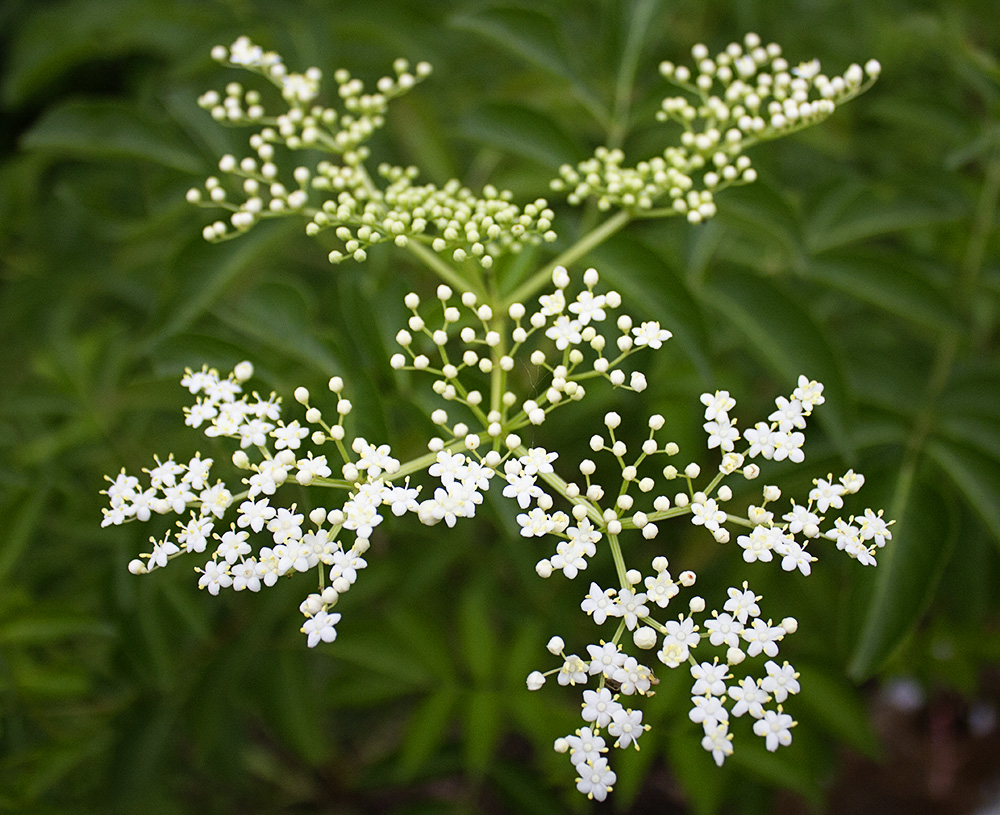 Rurification Elderberry Flowers