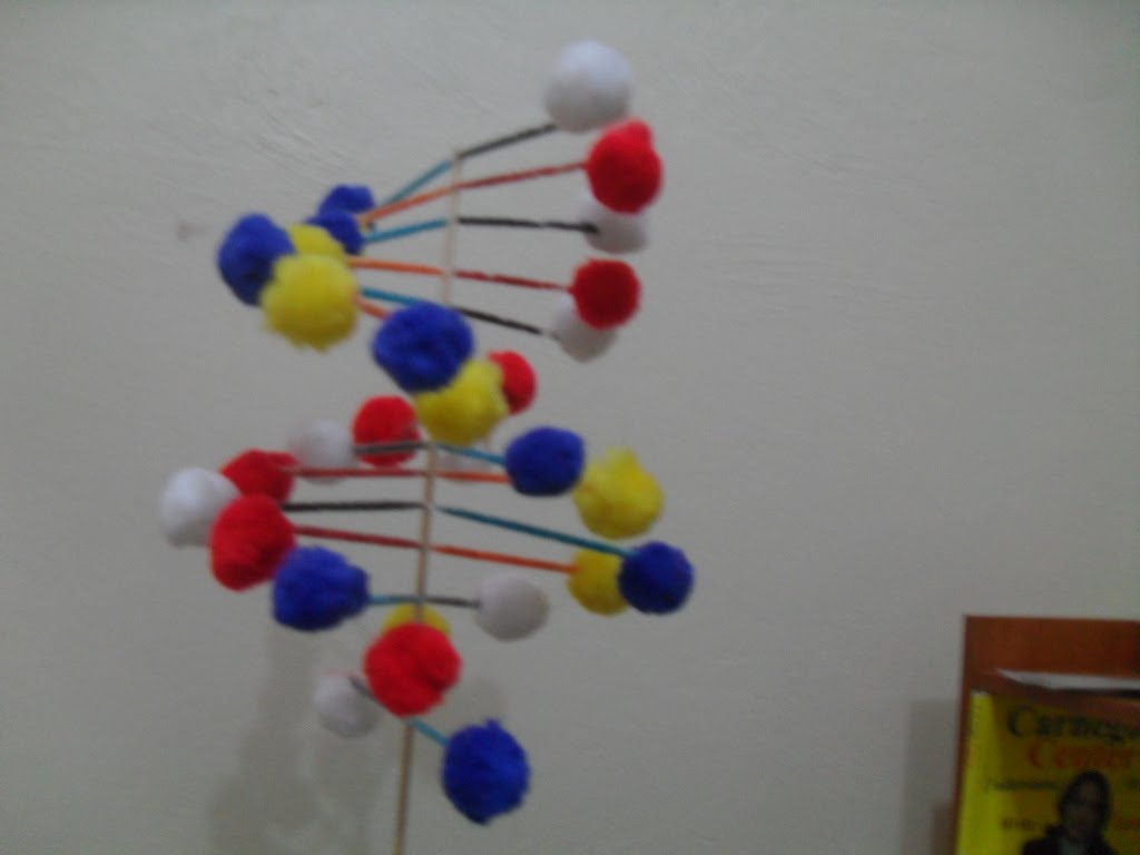 ... nucleótidos del ADN utilizando una maqueta tridimensional