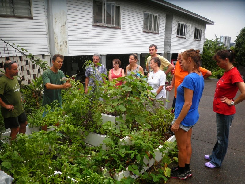 Vegetable pyramid - Grow your own vegies and fruit 7 Vegetable pyramid - Grow your own vegies and fruit