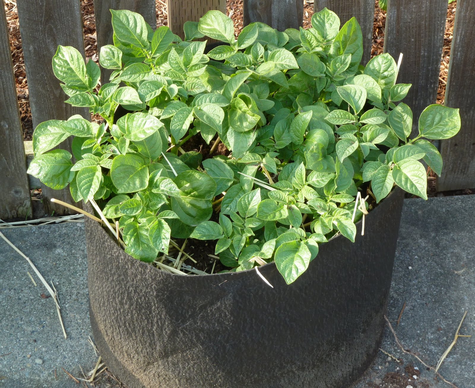 Growing potatoes in containers Crunchy Chicken
