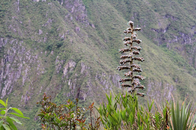 Puya herrerae at Machu Picchu