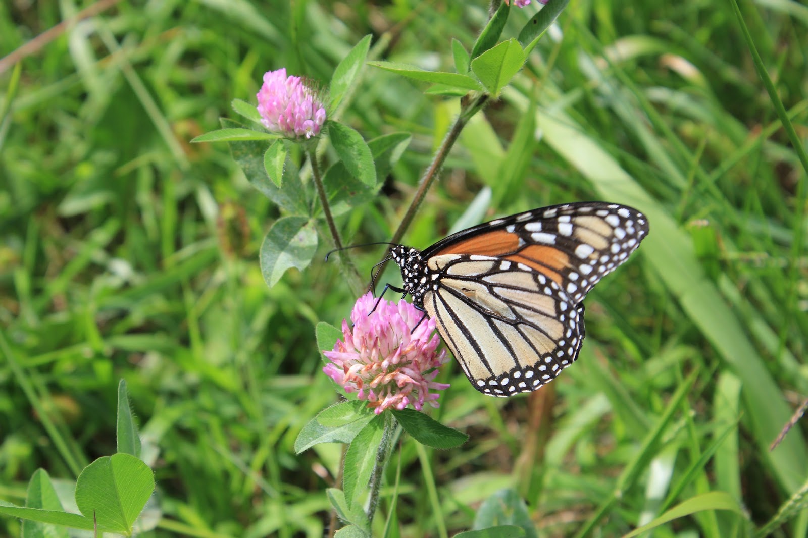 Where's Trevor Blue Ridge Butterflies Western North Carolina
