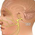Fisioterapia e a Paralisia Facial