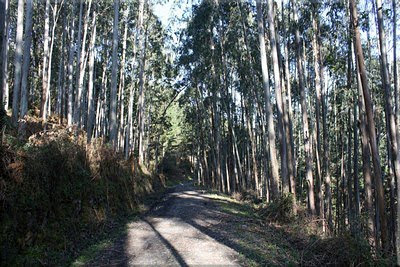 Caminamos entre eucaliptos