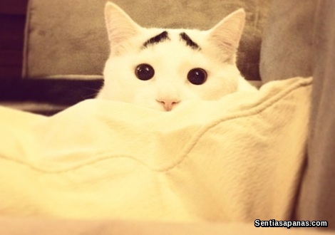 5 Kucing Paling Popular Di Instagram samhaseyebrows
