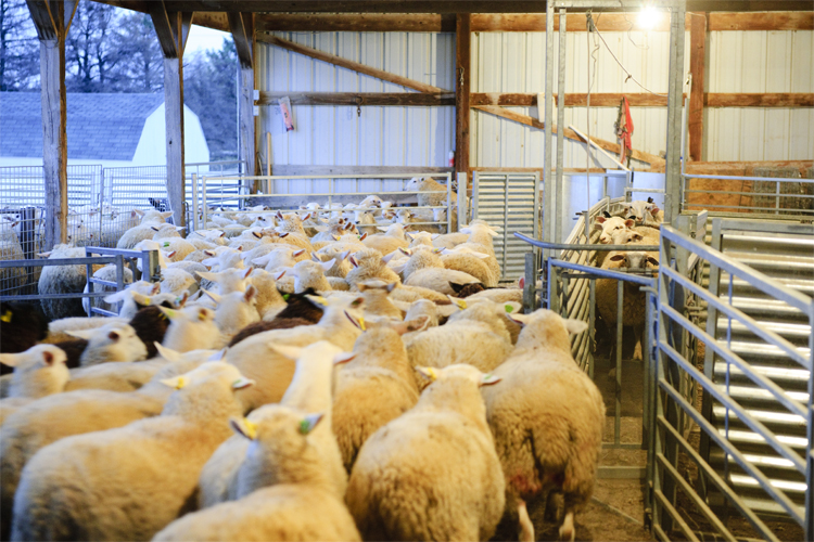 Premier Farm Diary An Early Morning Sort