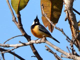 Coal-Crested Finch Male, Charitospiza eucosma
