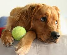 Amazing Facts About Dogs For Kids Amazing Facts About Dogs For Kids