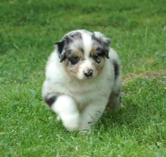 Australian Shepherd Puppy Pictures Puppy Pictures and Information