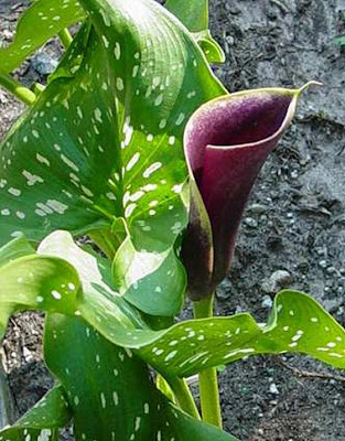 Calla Purple Haze