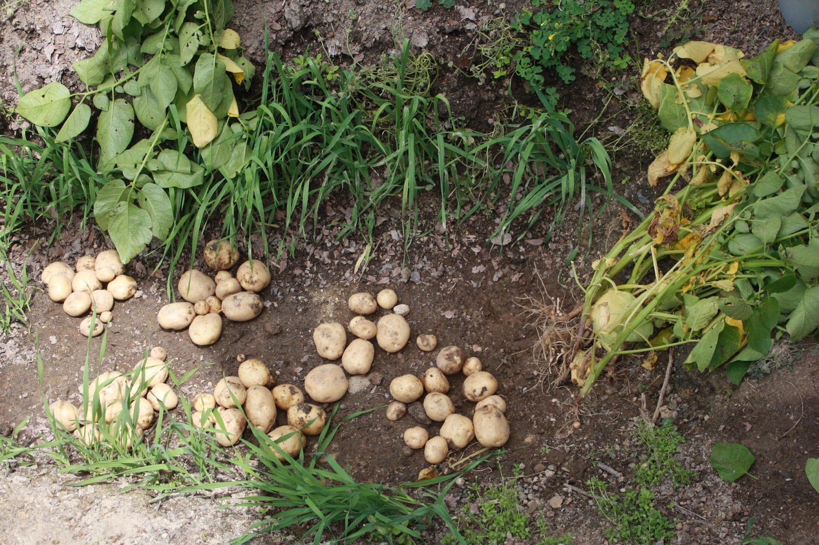さらえまか 残りのすべてのジャガイモを収穫しました ナス科の連作障害は 本当に存在するのでしょうか