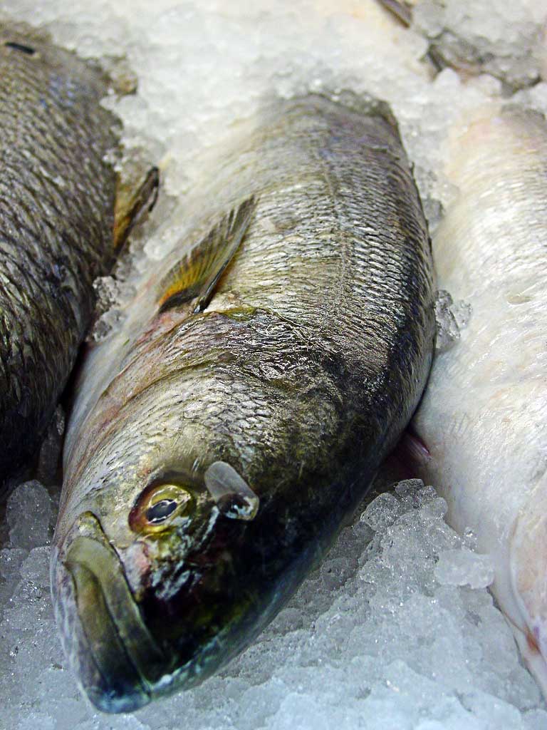 Memilih Ikan Segar